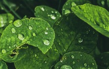 green leaves with raindrops